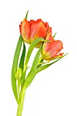 TULIPA