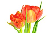 TULIPA