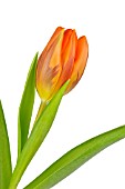 TULIPA PRINSES IRENE