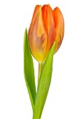 TULIPA PRINSES IRENE