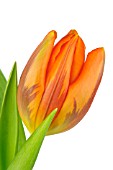 TULIPA PRINSES IRENE