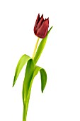 TULIPA