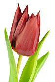 TULIPA