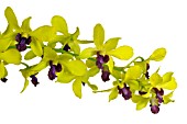 DENDROBIUM THONGCHAI GOLD