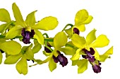 DENDROBIUM THONGCHAI GOLD