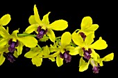 DENDROBIUM THONGCHAI GOLD