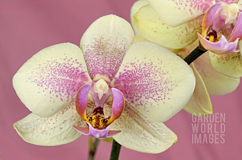 PHALAENOPSIS_POMPEI