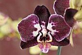 PHALAENOPSIS DEEP PURPLE