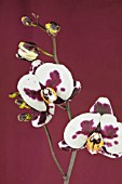 PHALAENOPSIS MACHIMO