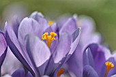 CROCUS VERNUS MASTERPIECE