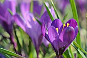 CROCUS VERNUS PAULUS POTTER