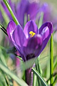 CROCUS VERNUS PAULUS POTTER