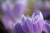 CROCUS VERNUS SKY BLUE