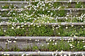 ERIGERON KARVINSKIANUS