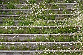 ERIGERON KARVINSKIANUS