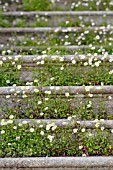 ERIGERON KARVINSKIANUS