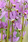 DODECATHEON SALINUM