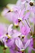 DODECATHEON SALINUM