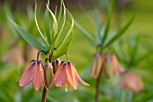 FRITILLARIA IMPERIALIS BACH