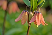 FRITILLARIA IMPERIALIS BACH