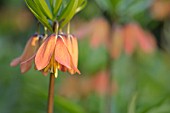 FRITILLARIA IMPERIALIS BACH