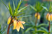 FRITILLARIA IMPERIALIS BACH