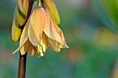 FRITILLARIA IMPERIALIS BACH