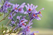 LINARIA ALPINA