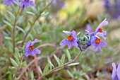 LINARIA ALPINA