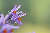 LINARIA ALPINA