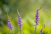 LINARIA ALPINA