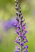 LINARIA ALPINA