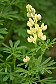 LUPINUS ARBOREUS (AGM), (YELLOW BUSH LUPIN)