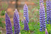 LUPINUS X HYBRIDA GALLERY BLUE