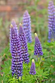 LUPINUS X HYBRIDA GALLERY BLUE