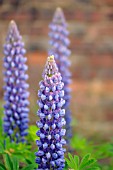 LUPINUS X HYBRIDA GALLERY BLUE