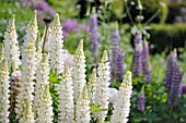 LUPINUS X HYBRIDA GALLERY WHITE