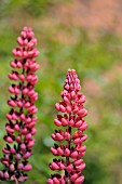 LUPINUS X HYBRIDA GALLERY RED