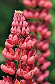 LUPINUS X HYBRIDA GALLERY RED