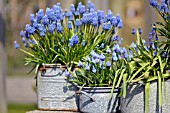 MUSCARI VARIETIES