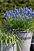 MUSCARI VARIETIES