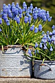 MUSCARI VARIETIES