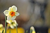 NARCISSUS BARRETT BROWNING