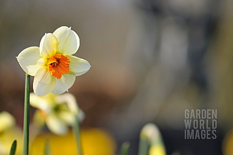 NARCISSUS_BARRETT_BROWNING