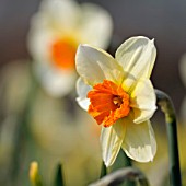 NARCISSUS BARRETT BROWNING