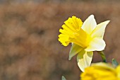 NARCISSUS GOBLET