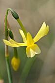 NARCISSUS HAWERA