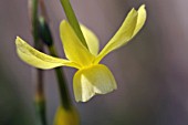 NARCISSUS HAWERA