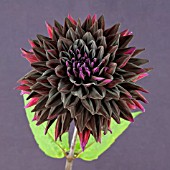 DAHLIA