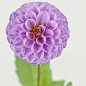 DAHLIA